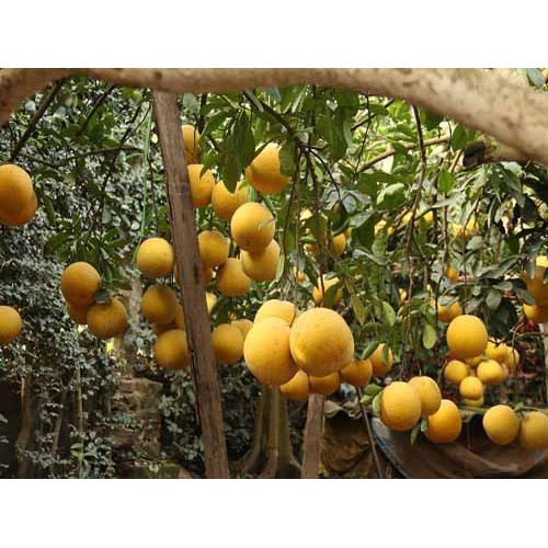 CÂY GIỐNG BƯỞI DIỄN SIÊU NGON