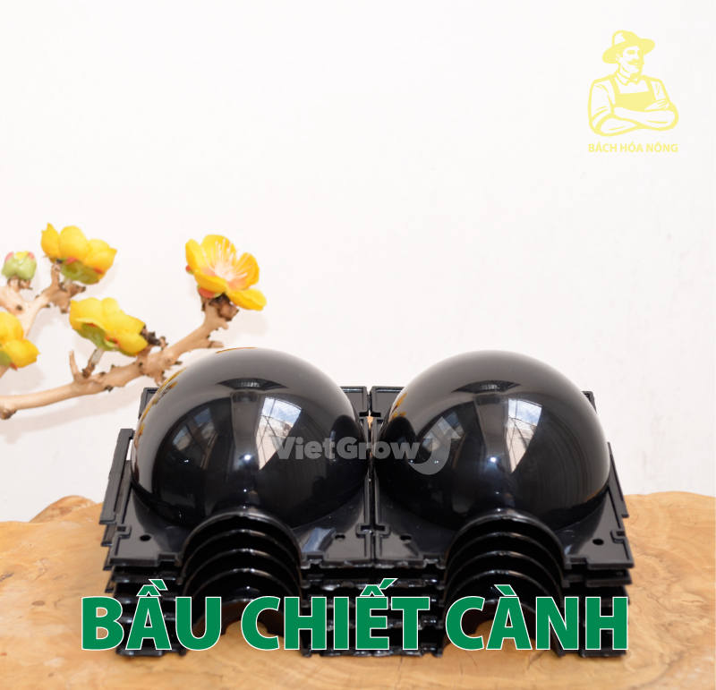 [HCM]Combo 5 Bầu chiết cành Croco - Size M (8cm), Màu Đen