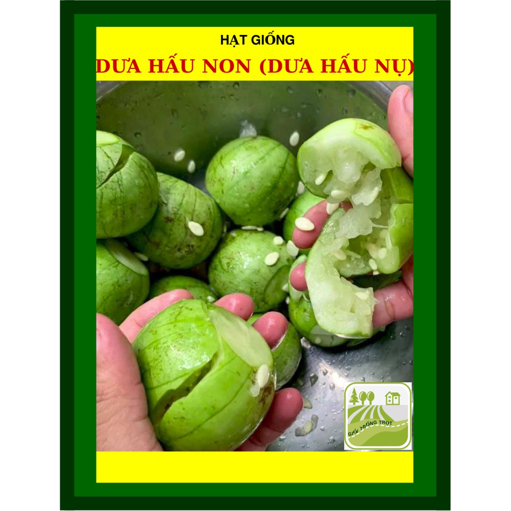 Hạt Giống Dưa Hấu Ăn Non Dưa Hấu Nụ 2Gram