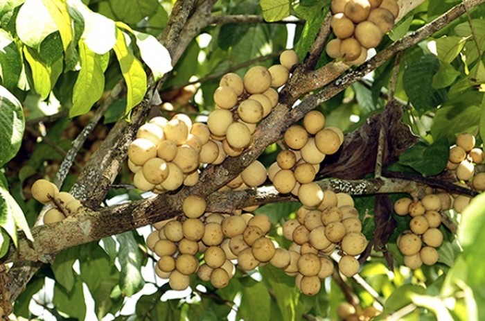 cây giống bòn bon thái lan