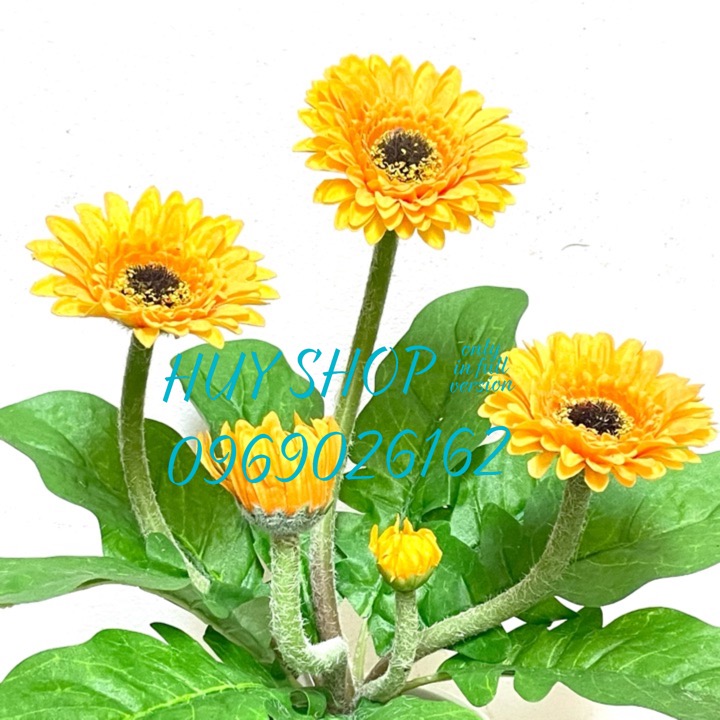 BỤI HOA CÚC ĐỒNG TIỀN VẢI CAO CẤP 25CM