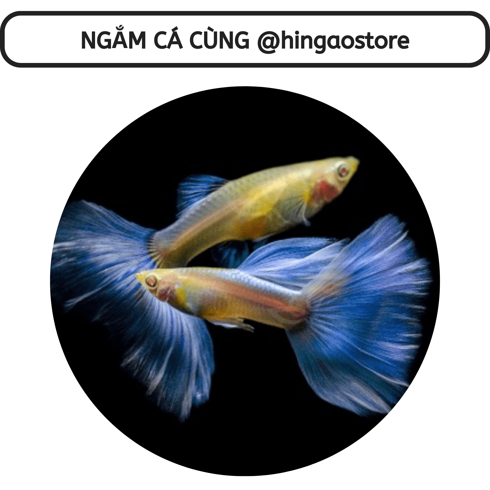 20ml solution measuring cup-fish accessory | hinged aostore.