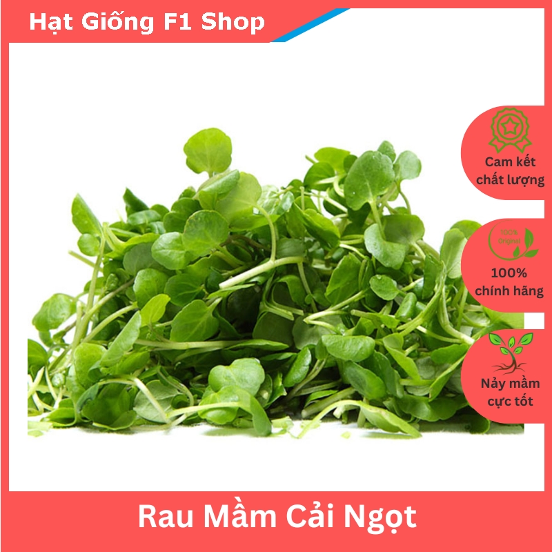 Hạt giống rau mầm cải ngọt (50 gam) (481.F1)