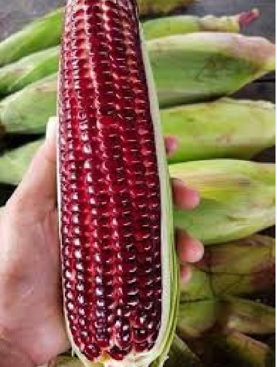 Hạt giống ngô Nữ Hoàng đỏ ( ngô ngọt đỏ ) Gói 30 Hạt