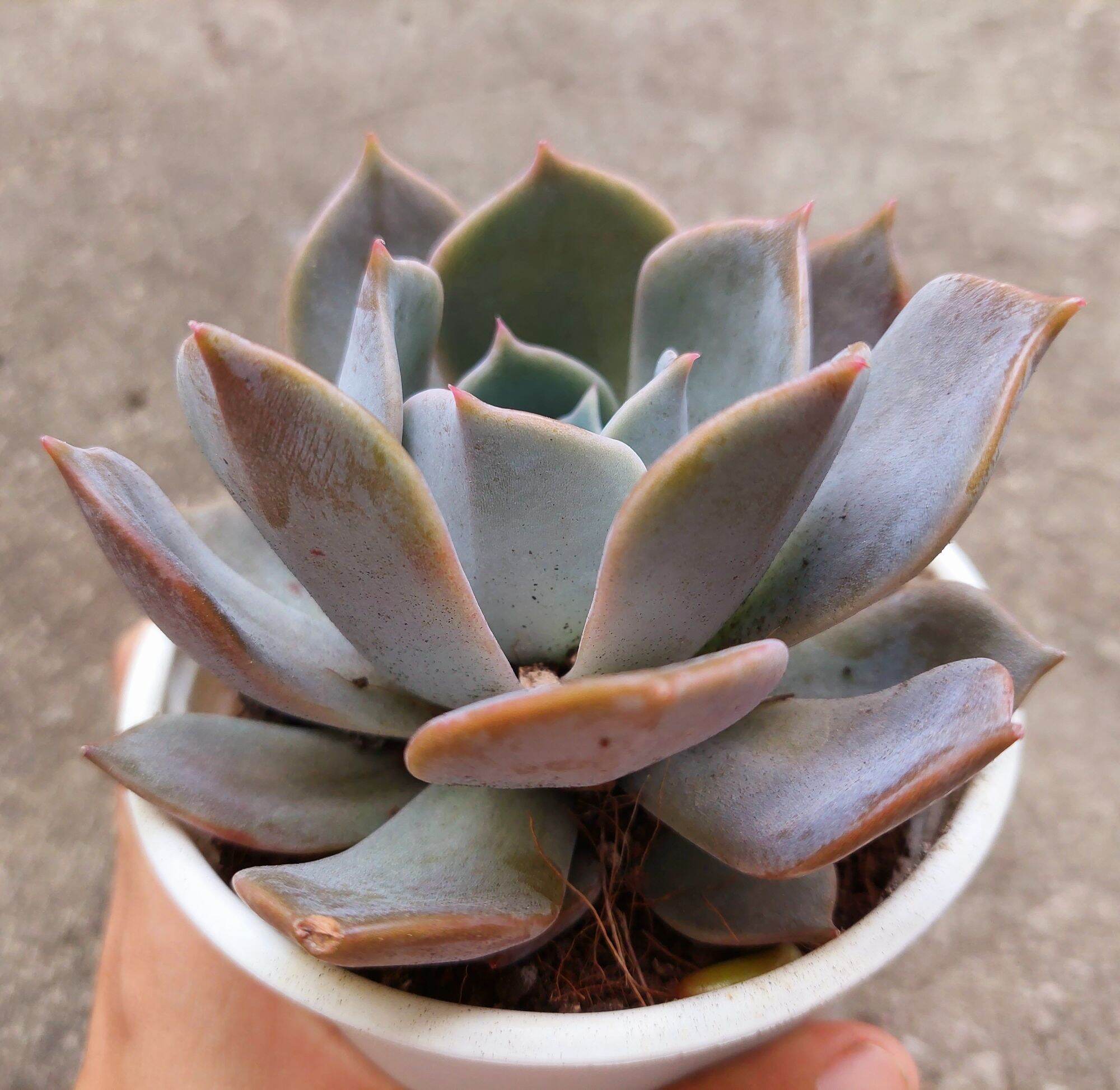 Sen đá HỒNG ĐIỆU size trung 8-10 cm