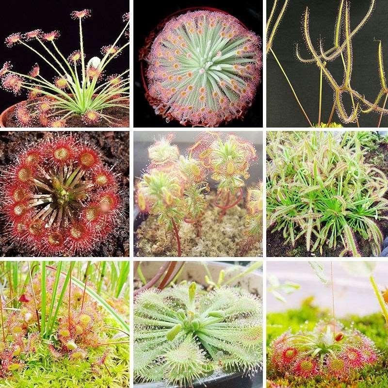 Sundew Seeds - Sale Off
