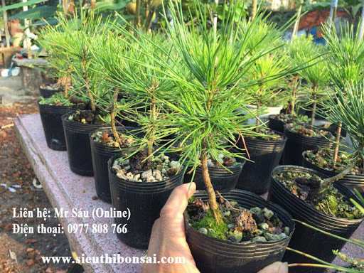 [ SP Mới Về] Cây giống thông nhật bonsai chất lượng cao