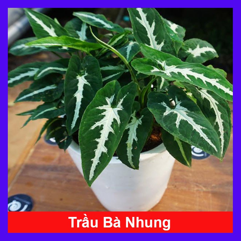 Trầu Bà Nhung - Cây cảnh trong nhà - cây cảnh mini - cây cảnh để bàn - caykiengsadec