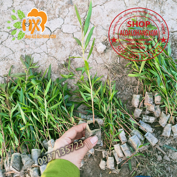 Combo 50 cây tràm úc -cây giống