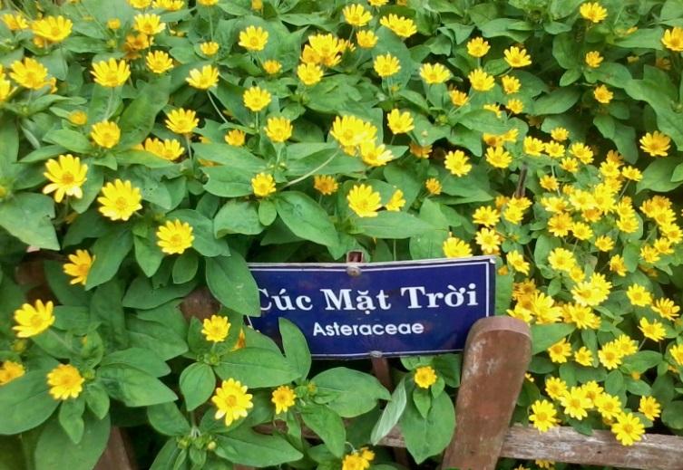 Combo 1 gói Hạt giống hoa Cúc mặt trời 1 gói kích nảy mầm, 1 gói phân bón nảy chồi ra lá