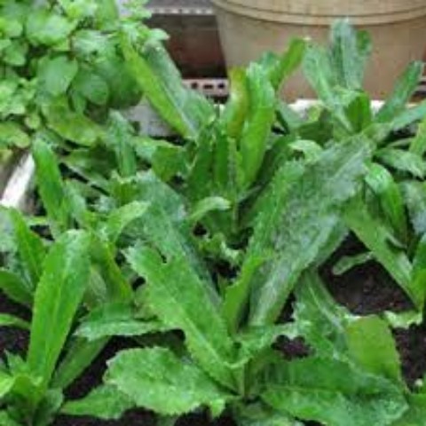 Bộ 2 Túi Hạt Giống Rau Mùi Tàu F1. Mỗi Túi 2 Gram Chất Lượng Cao - Năng Xuất Cao.