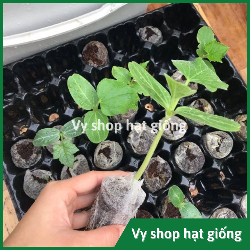1 Viên nén xơ dừa ươm hạt giống