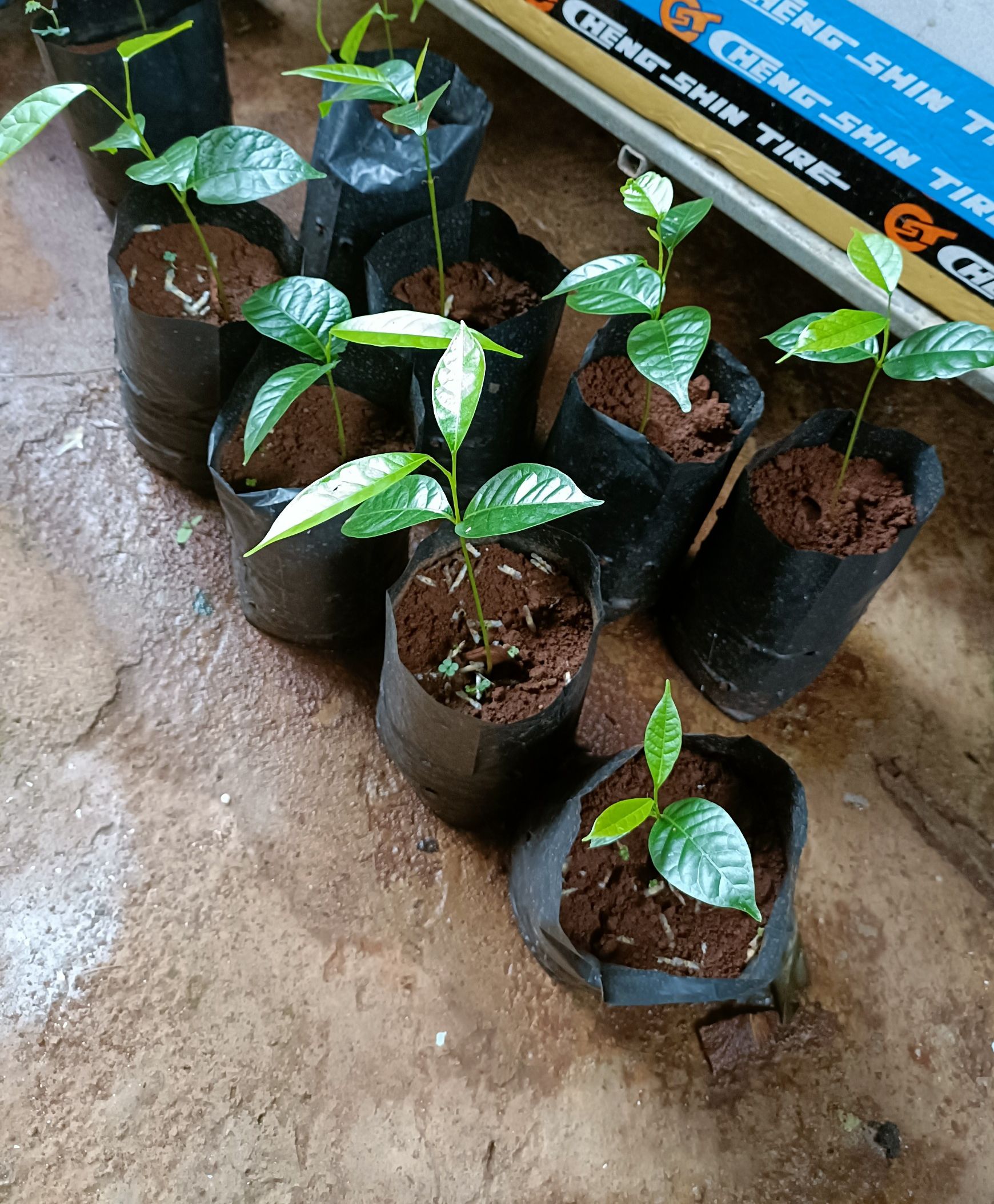 500 gram hạt giống xà cừ