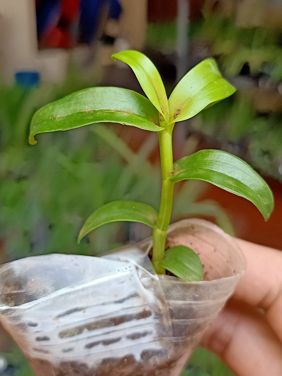 Hoa Lan Chớp Mỹ Hàng Ki 51 chuẩn hoa