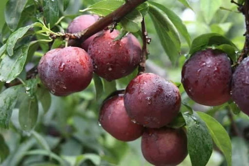 CÂY GIỐNG MẬN TÍM CHÍN SỚM BẮC HÀ