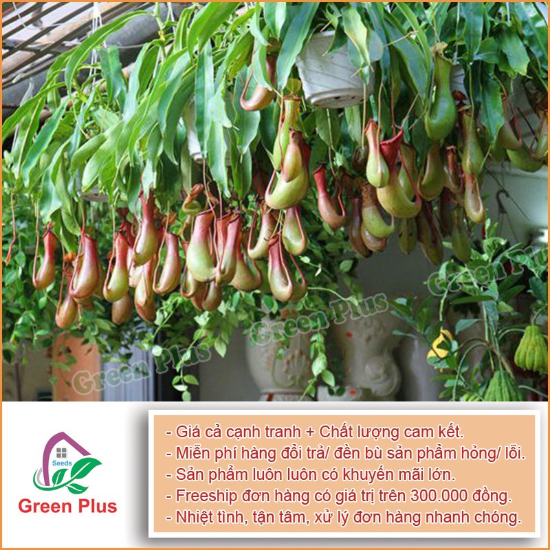 Hạt giống cây Nắp ấm F1- Gói 10 hạt, được cung cấp bởi Green Plus, xuất xứ VN, chịu nhiệt 15 – 35 độ