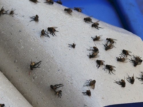 100 Miếng Keo Dính Ruồi