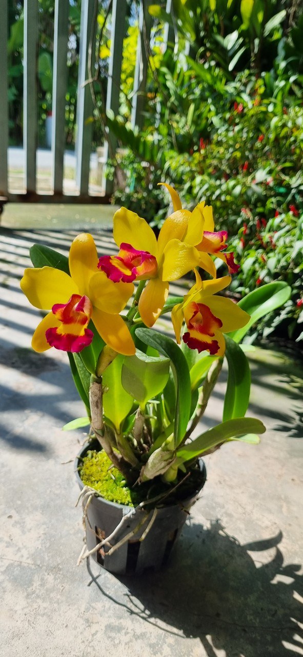 HOA LAN CATT TÚ CẦU VÀNG LƯỠI ĐỎ