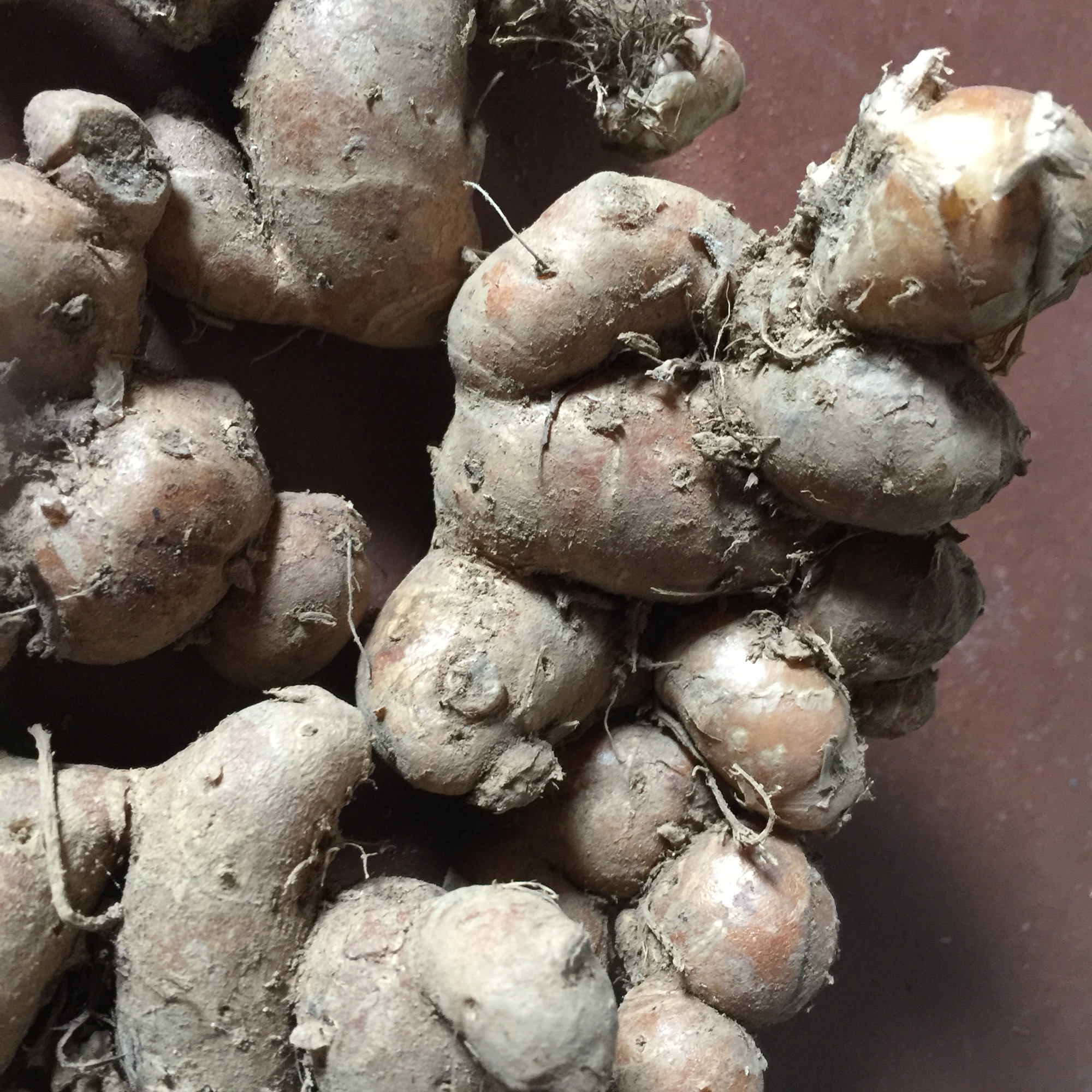 0,5kg Củ Địa Liền tươi