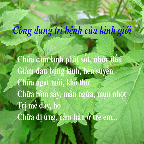 Bột Kinh Giới Nguyên Chất 100g