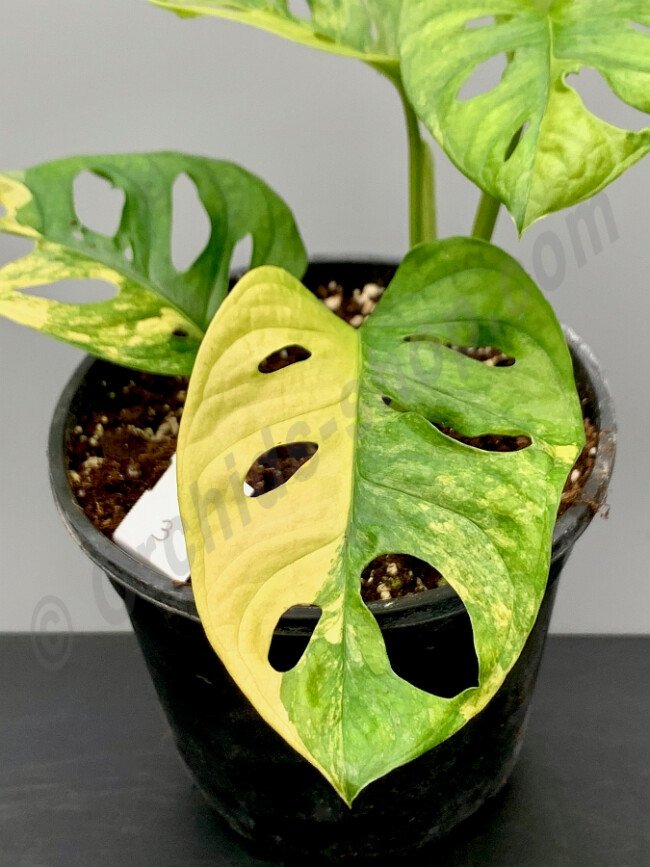 Trầu bà lỗ var (Adansonii Aurea) - Hàng đẹp như hình