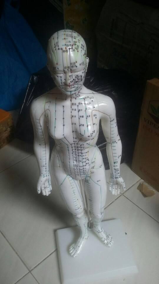 [HCM]Mô hình huyệt vị người nam