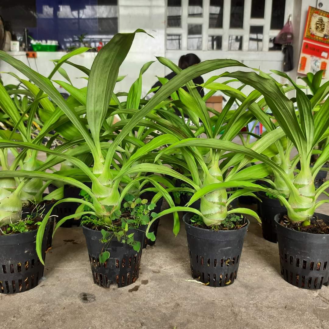 HOA LAN THIÊN NGA ĐEN