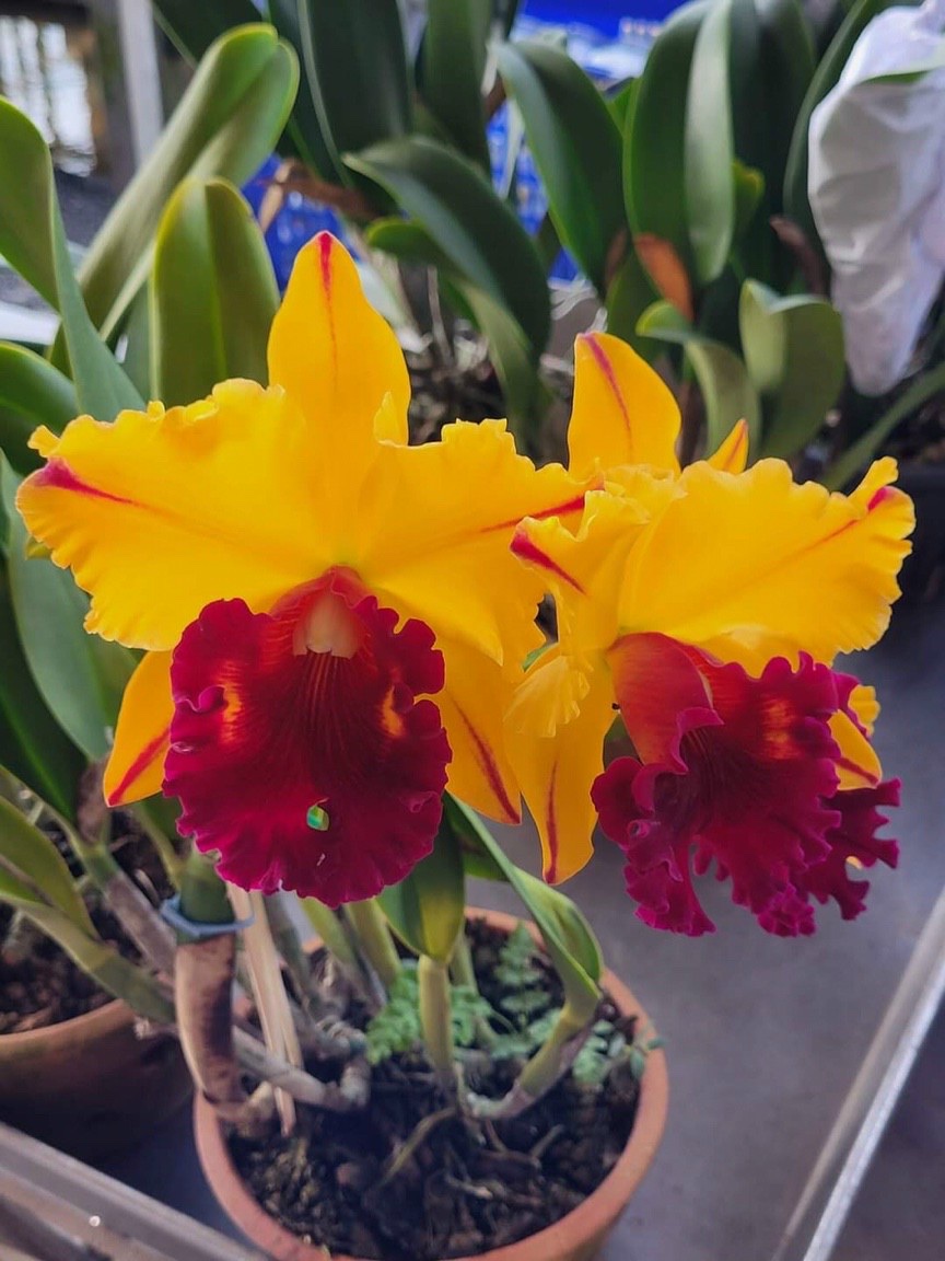 Catt tainwan gold giống