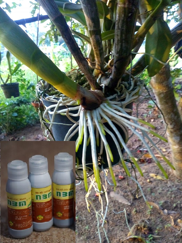 Dung Dịch N3M Kích thích ra rể cực mạnh lọ 20ml