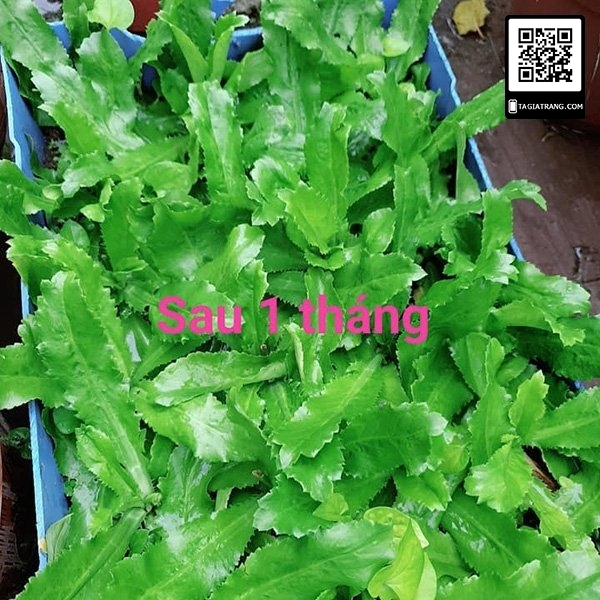 Hạt giống rau mùi tầu (ngò gai)