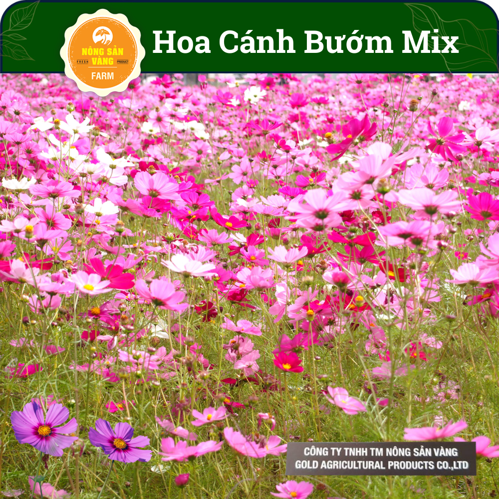 Flower seeds butterfly wings, fast germination, flowers bloom lasting butts, fewer pests and diseases, multicolour (pack 100 seeds)-shallow gold