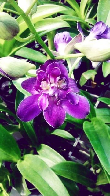 Denro hoa hồng trưởng thành (denro mặt quỷ)