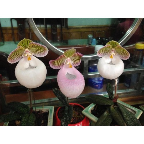 1 BÓ LAN HÀI MỐC HỒNG RỪNG TÂY BẮC, HOA NỞ DỊP TẾT - CÂY GIỐNG LAN RỪNG