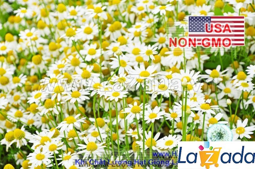 0.1GR 1100.HAT Hạt Giống Cúc Mẫu Thảo Đức (KL| C24*W35*M232)