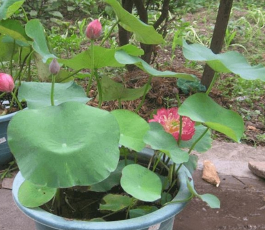 5 HẠT GIỐNG HOA SEN MINI NHẬT BẢN