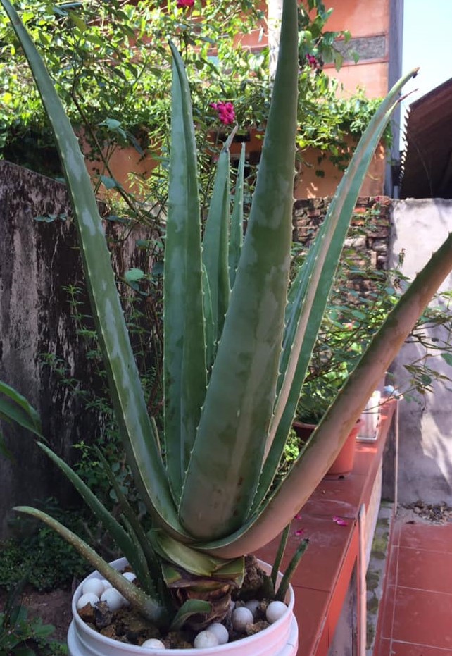 Thạch Nha Đam Đại Lộc – Topping Nha Đam 1kg Thanh Mát Tự Nhiên Cho Mọi Thức Uống
