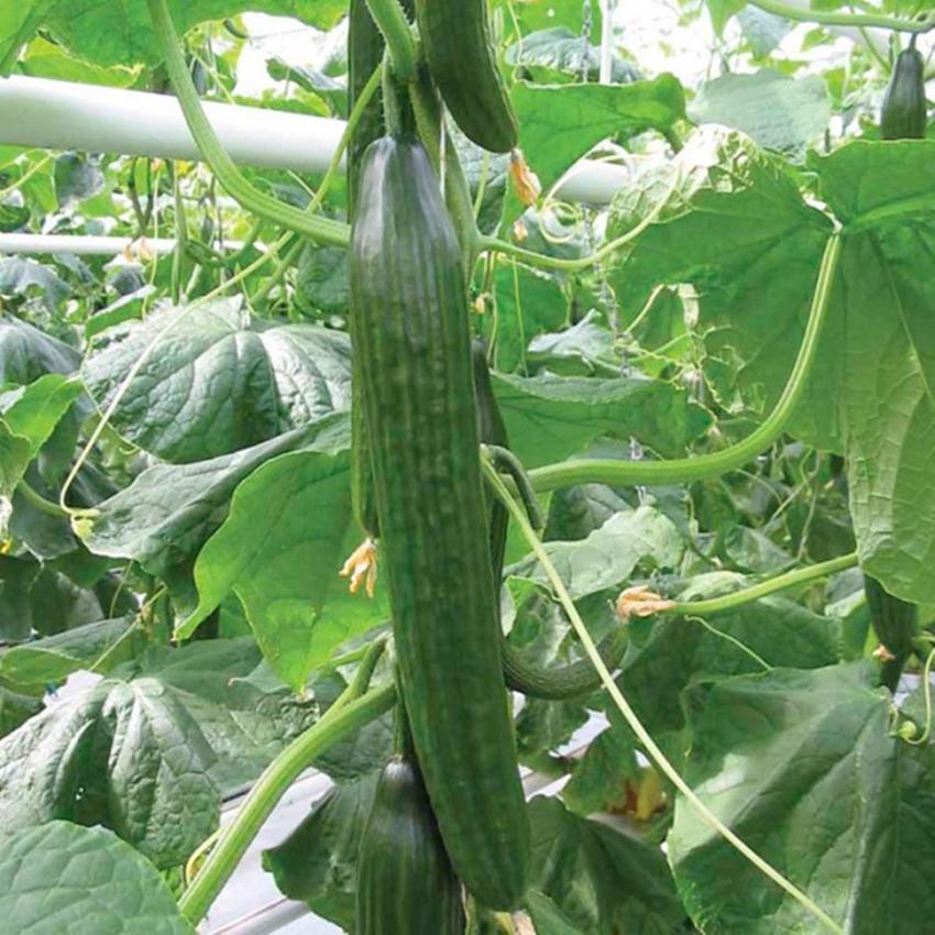 10 hạt giống dưa chuột trái siêu dài - giống sai quả