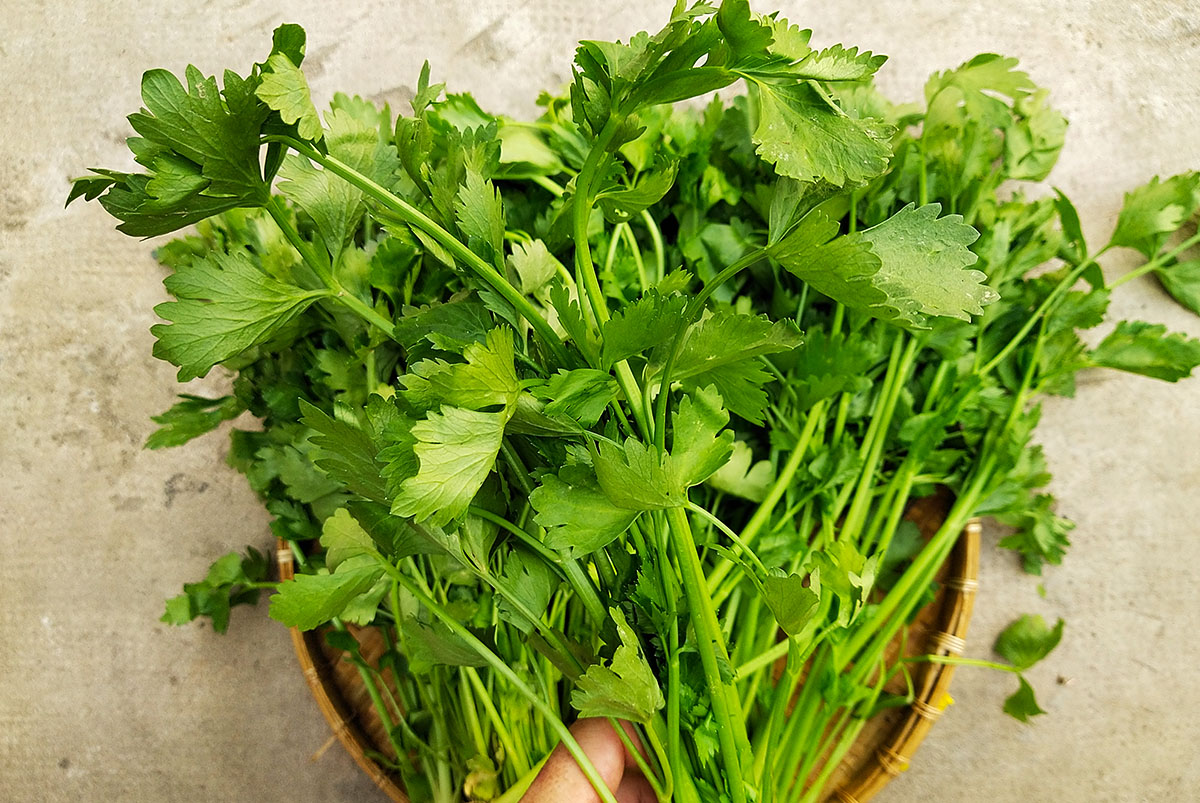 HẠT GIỐNG RAU CẦN CỌNG XANH PN GÓI 5 GRAM