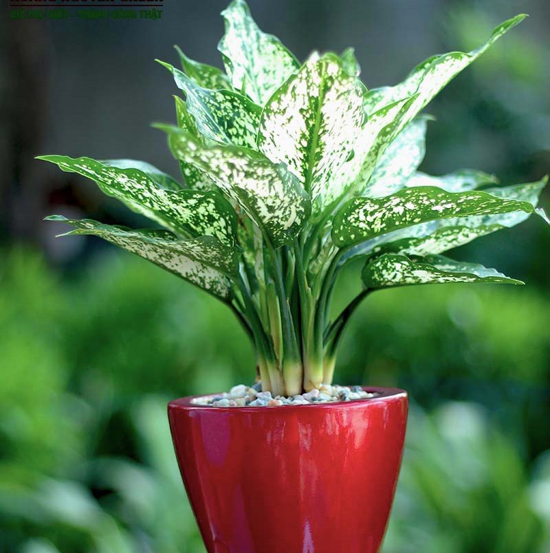 CÂY NGỌC NGÂN, CÂY TÌNH YÊU, CÂY VALENTINE CÂY KIỂNG PHONG THỦY, CÂY Y HÌNH CHẬU ĐEN