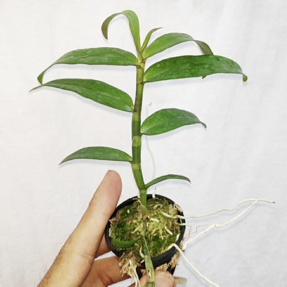 Phi điệp tím