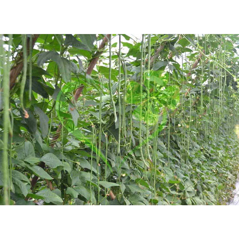 Hạt giống đậu đũa hạt đen (đậu đũa móng chim) - gói 20 gram
