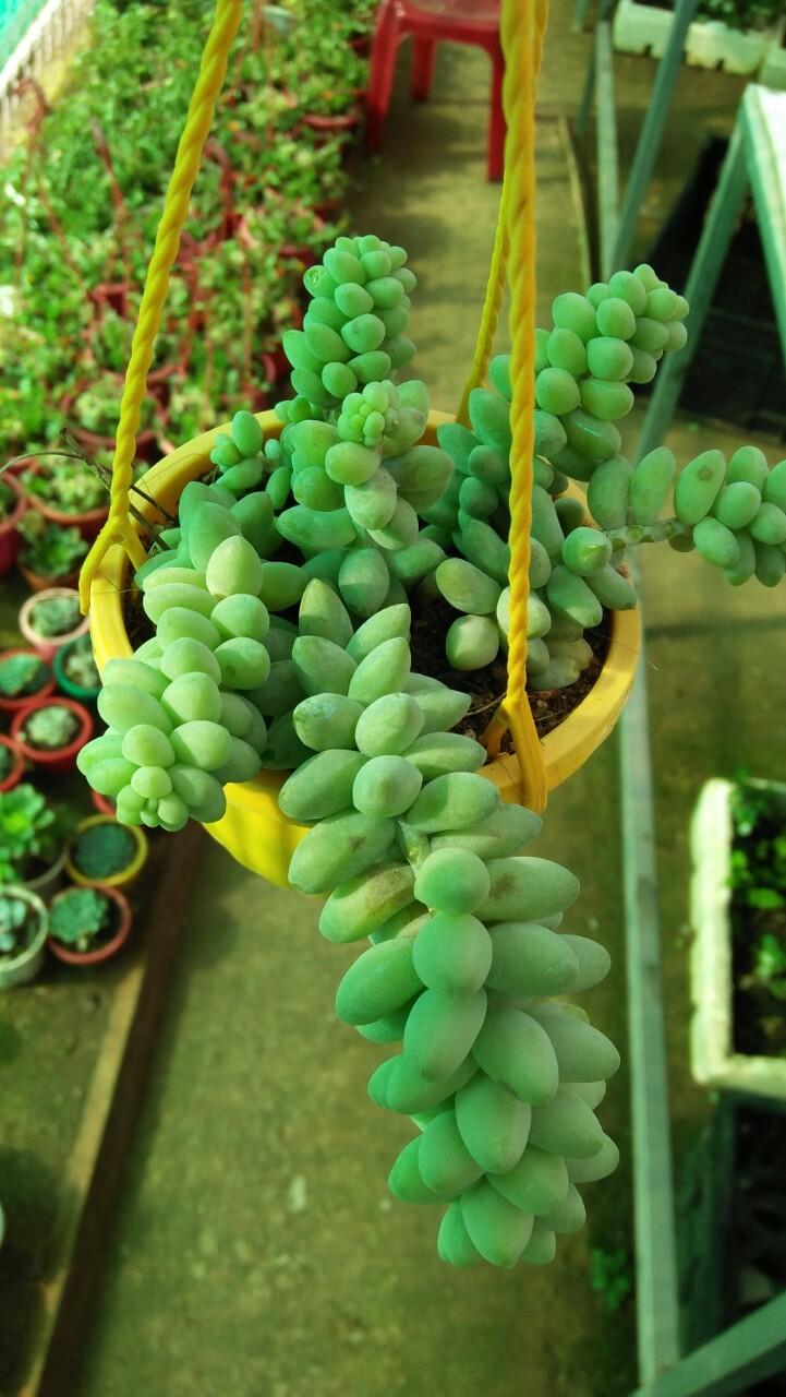 Sen Đá Chuỗi Ngọc Bi - Chậu Trung