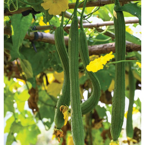 Hạt Giống Mướp Hương Trái Dài F1 Gói 10 Hạt - Sen Vàng Seeds