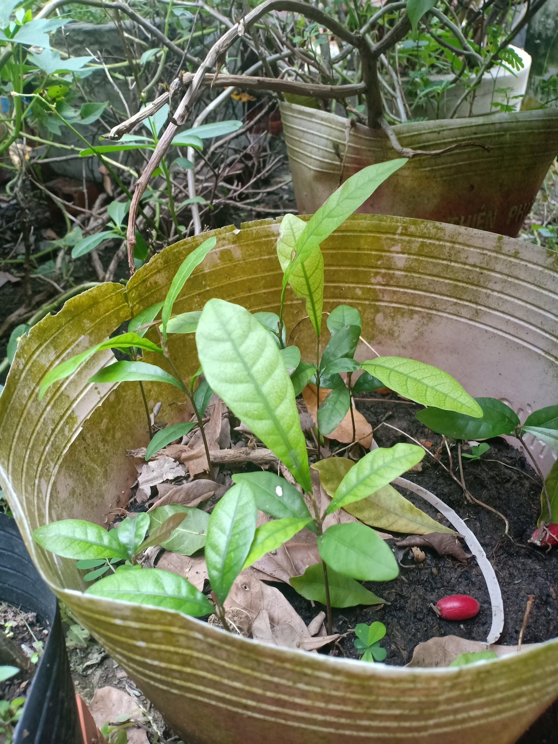 cây thần kỳ 10cm