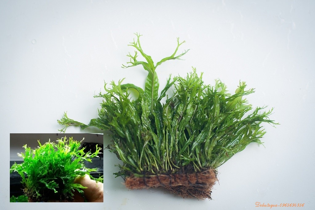 Cây thủy sinh Dương xỉ sừng hươu