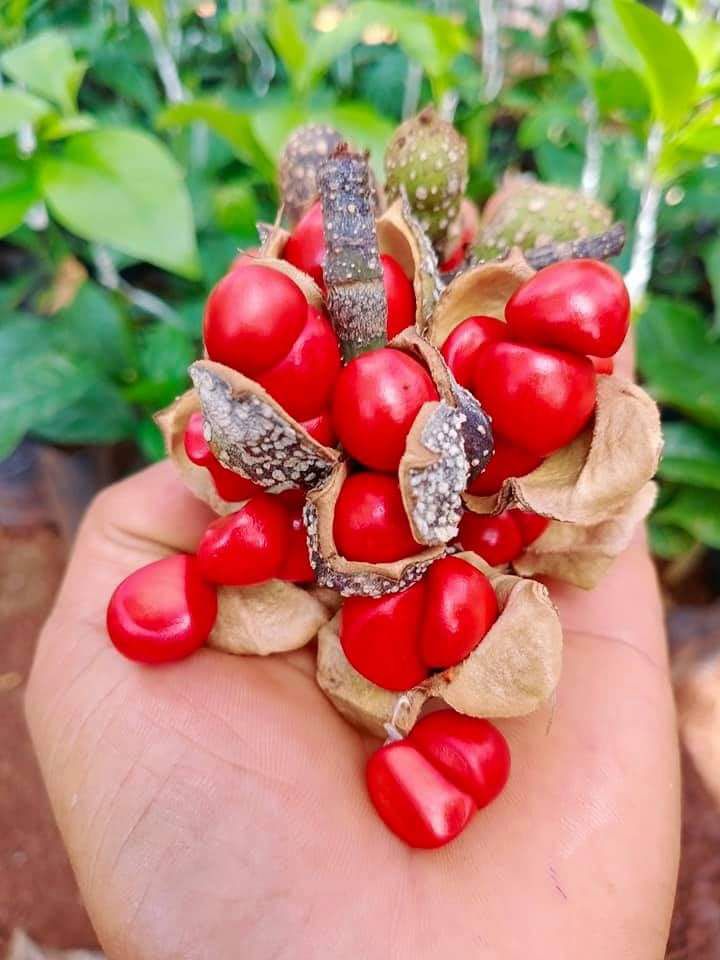 cây giống Dổi ghép