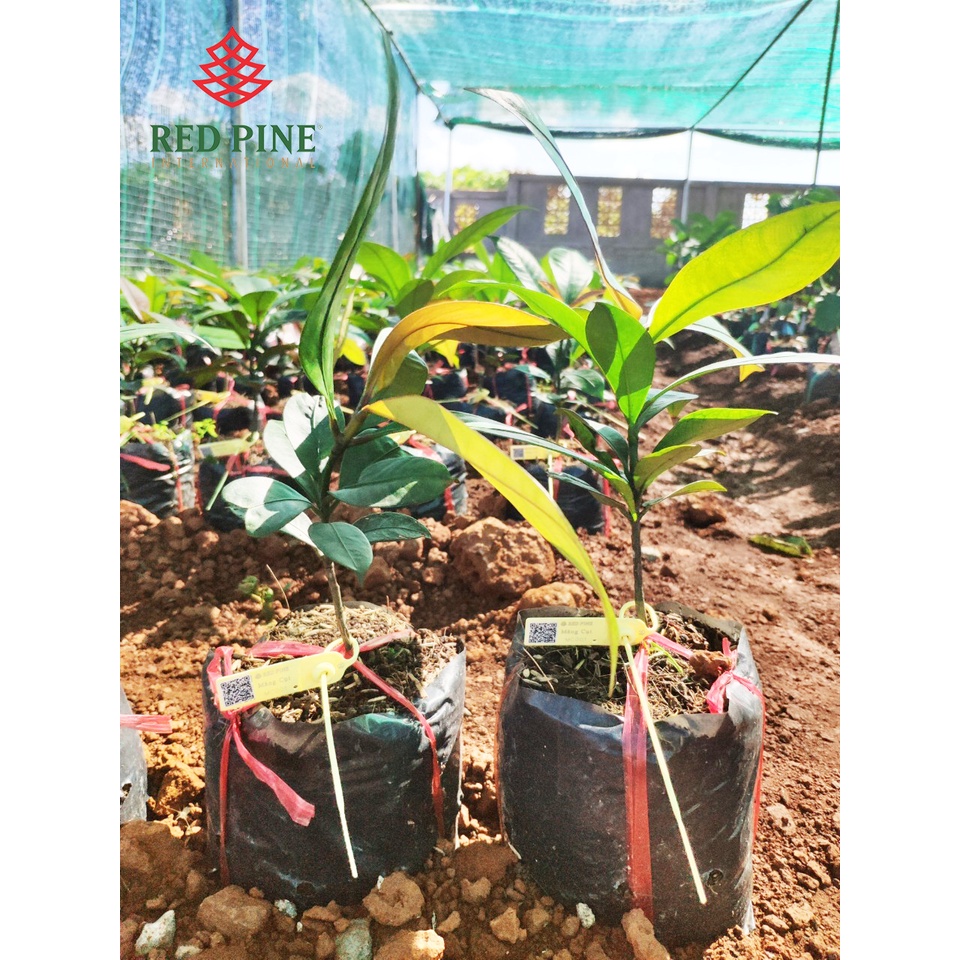 măng cụt vàng - cây giống nhập khẩu