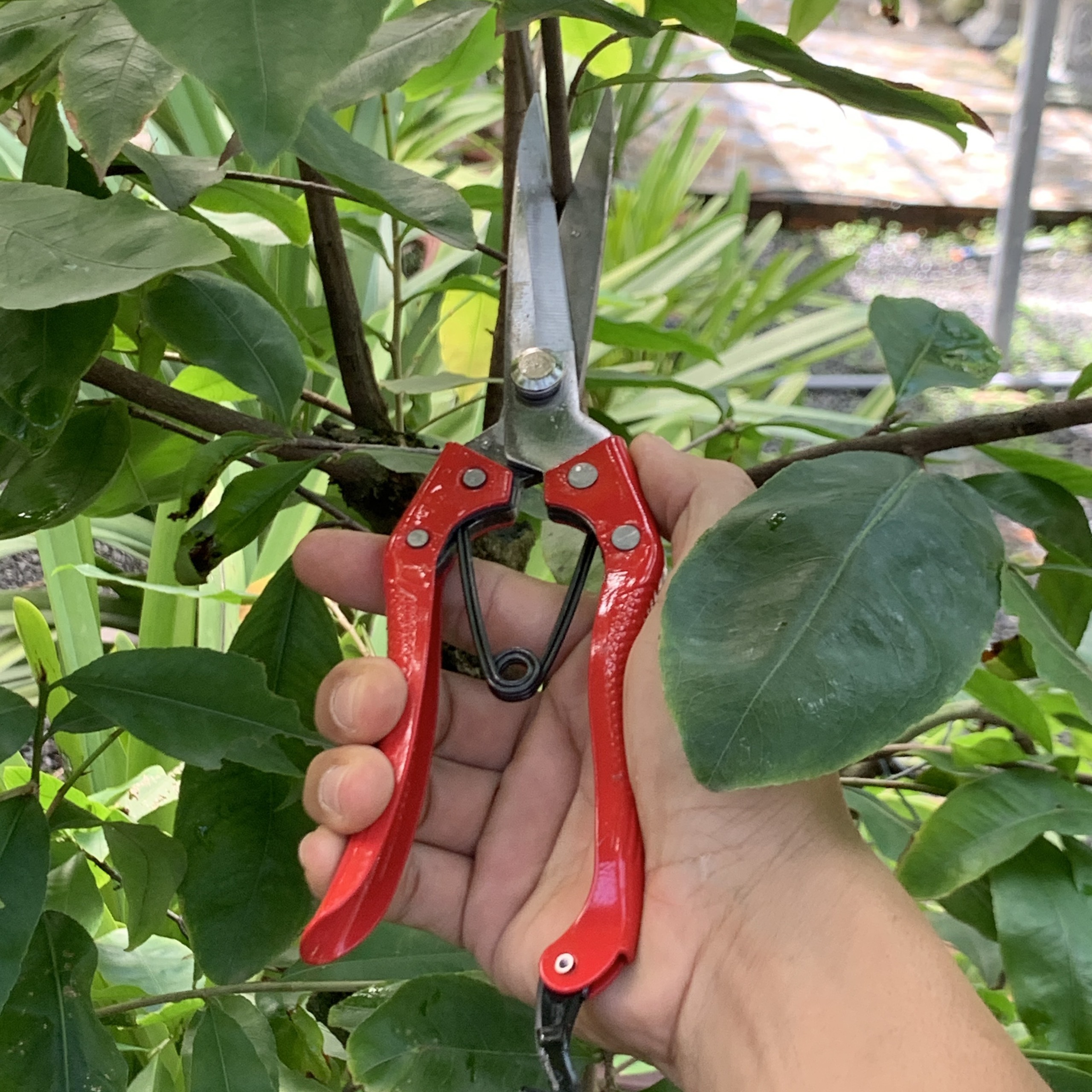 Kéo cắt tỉa cành cây