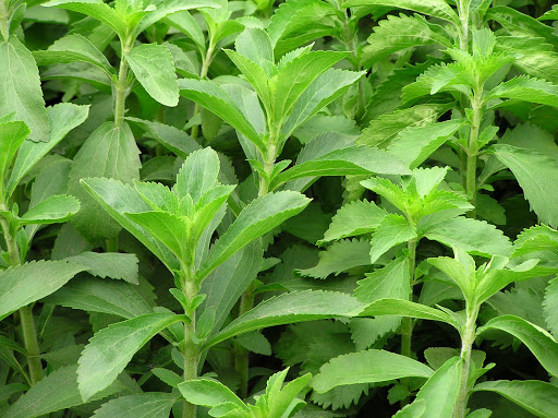 Chậu cây cỏ ngọt - cúc ngọt - Stevia