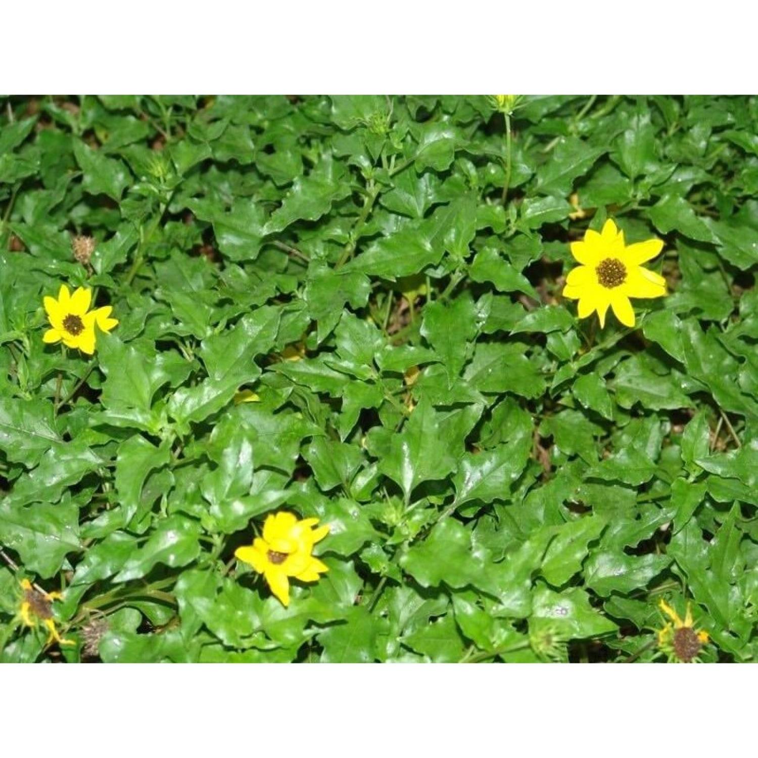 Cây Sài Đất khô 1kg hàng lᴏại 1